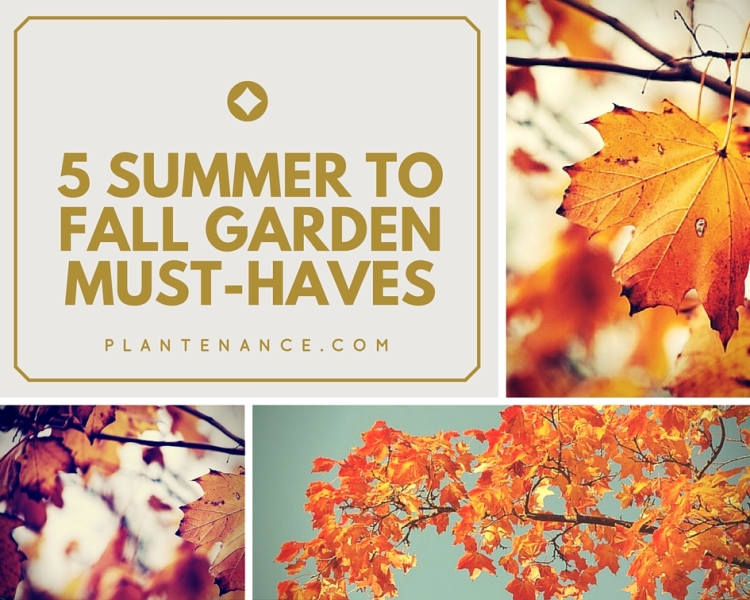 5 Summer To Fall Garden Must-Haves
